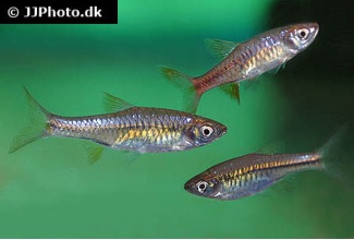 rasbora_vulcanus_1