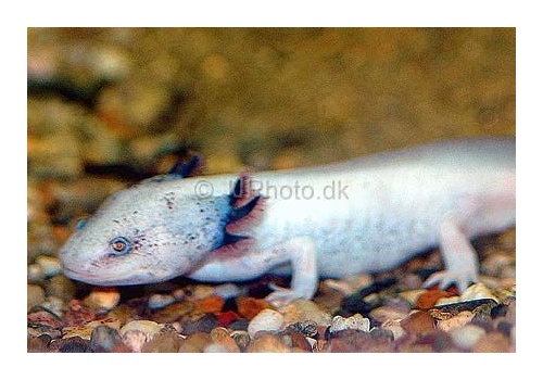 ambystoma_mexicanum_02_x