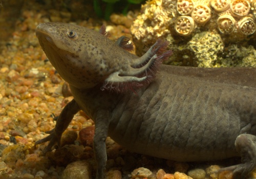 ambystoma_mexicanum_20140908_1590226994