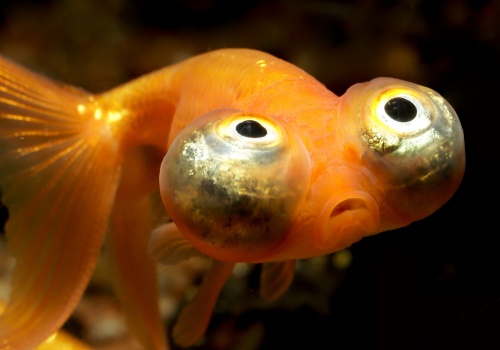 carassius_auratus_-_choutengan_danolsen