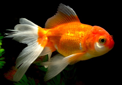 carassius_auratus_danolsen