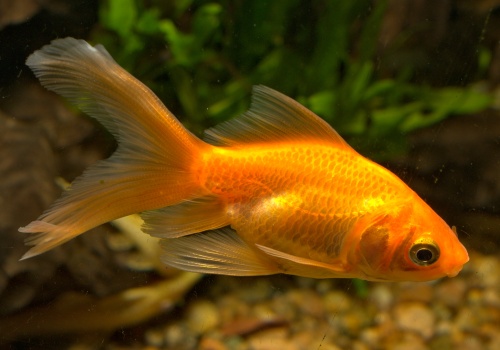 carassius_auratus_red_danolsen