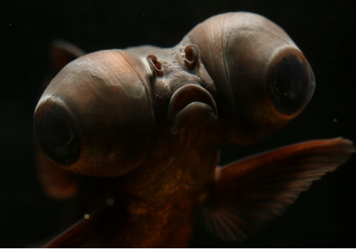 carassius_auratus_telescope_eye_goldfish_danolsen