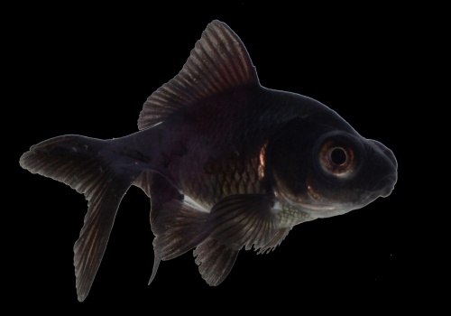 carassius_auratus_v4_danolsen