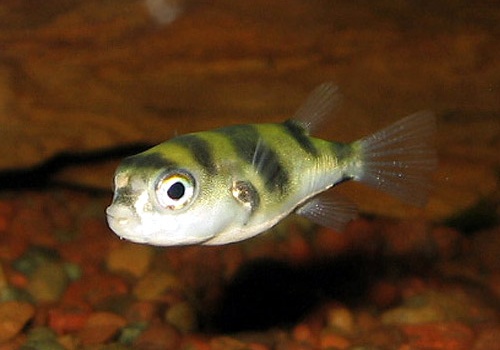 colomesus_asellus