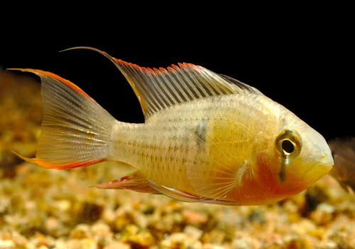 mikrogeophagus_altispinosus_danolsen