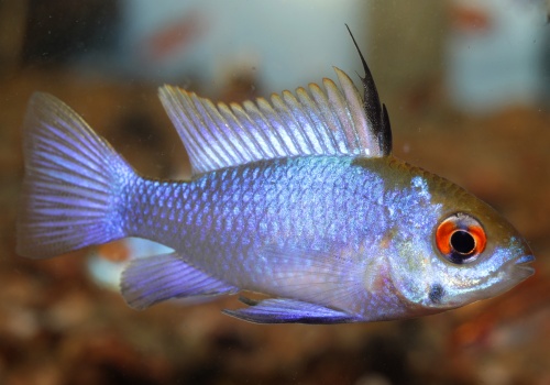 mikrogeophagus_ramirezi_blue_danolsen