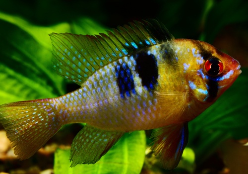 mikrogeophagus ramirezi danolsen