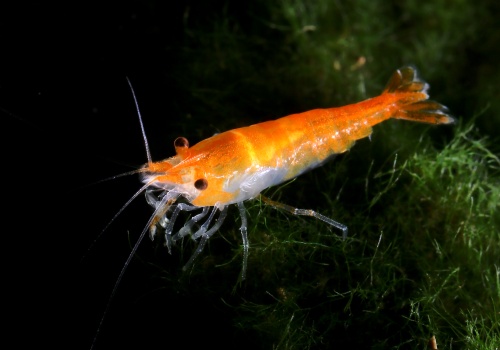 neocaridina_davidi_-_orange_sakura_shrimp_20180826_1419716439