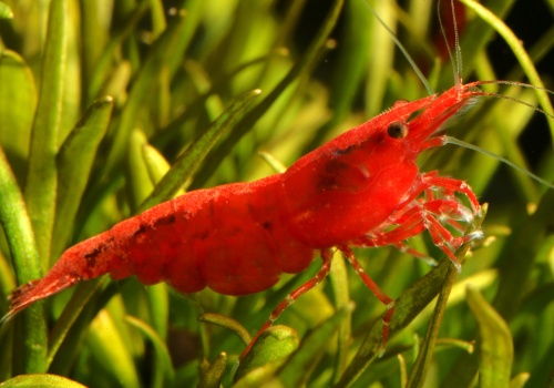 neocaridina_davidi_blood_red_danolsen