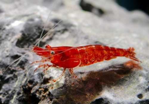 neocaridina_davidi_red_w