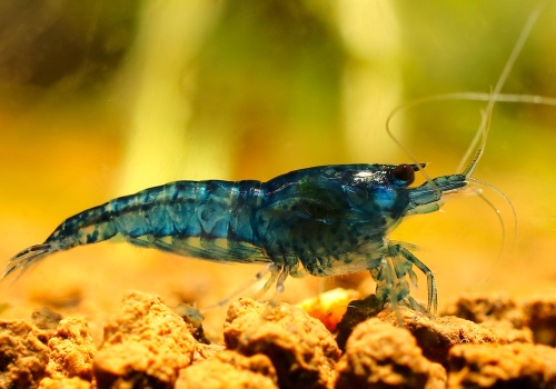 neocaridina_davidi_topas