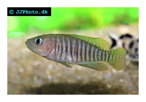 neolamprologus_multifasciatus_4