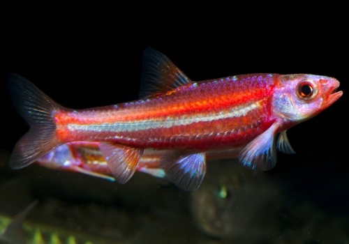 notropis_chrosomus_danolsen