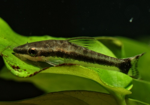 otocinclus_macrospilus_20140312_1308808468