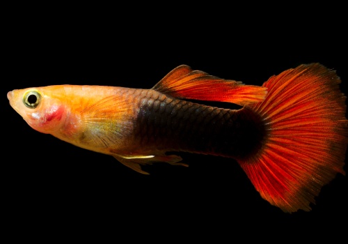 poecilia_reticulata_red_tuxedo_guppy