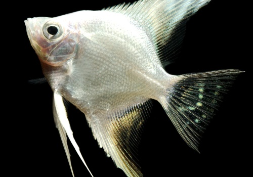 pterophyllum_scalare_platin_danolsen_89745856