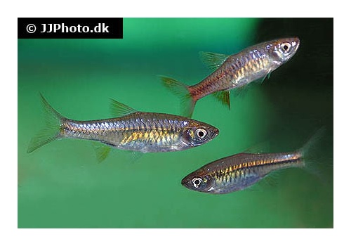 rasbora_vulcanus_1