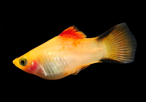 xiphophorus_maculatus_gold_twin_bar_platy