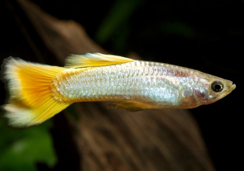 yellow_micariff_guppy